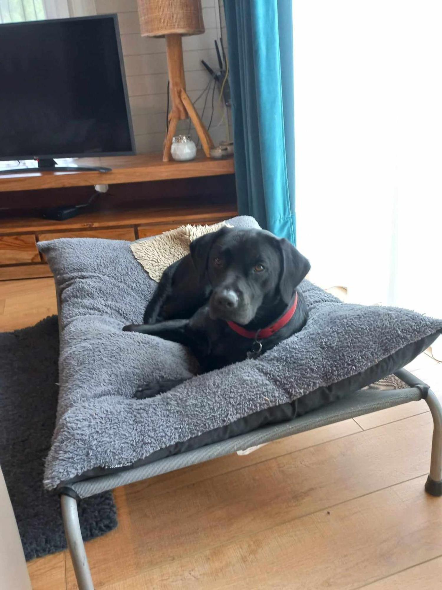 Le Mont Celeste Dogs Friendly Nonceveux Kültér fotó